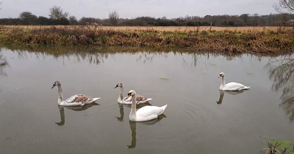 ANGLING WITH SHAUN The River Beult, Hunton, near Maidstone, Kent