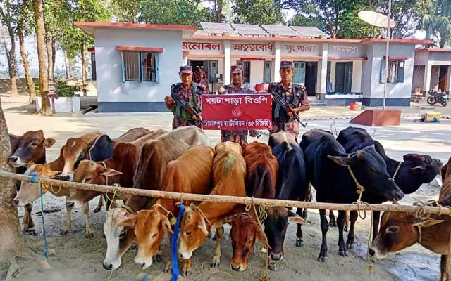 রৌমারী সীমান্তে অর্ধ কোটি টাকার গরু আটক করেছে বিজিবি