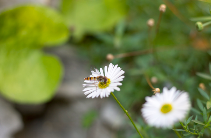 album flores fotografía macro