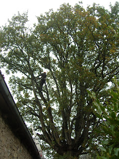 Clambering up in the oak tree, cutting branches and pollarding back