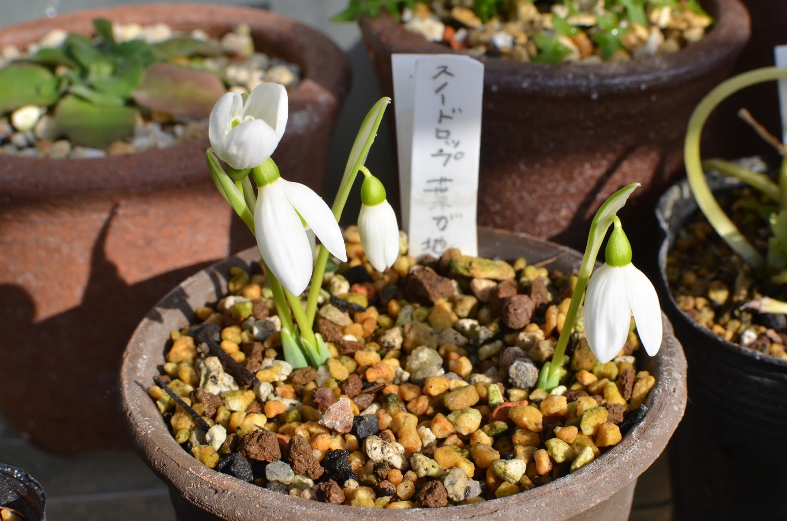 Atlas Garden 我が家の山野草 秋咲きスノードロップ 花