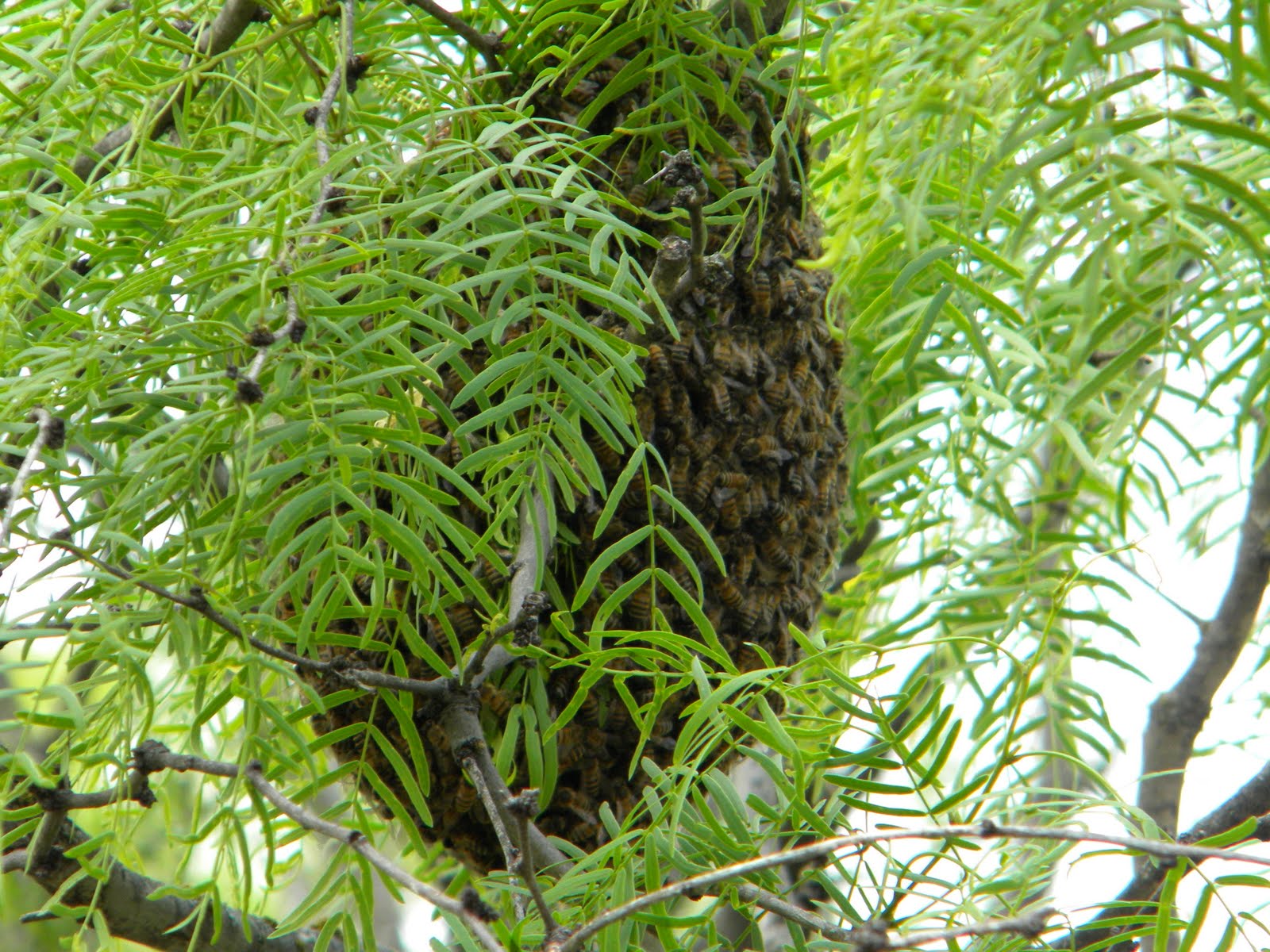 United For Christ Bees In A Mesquite Tree