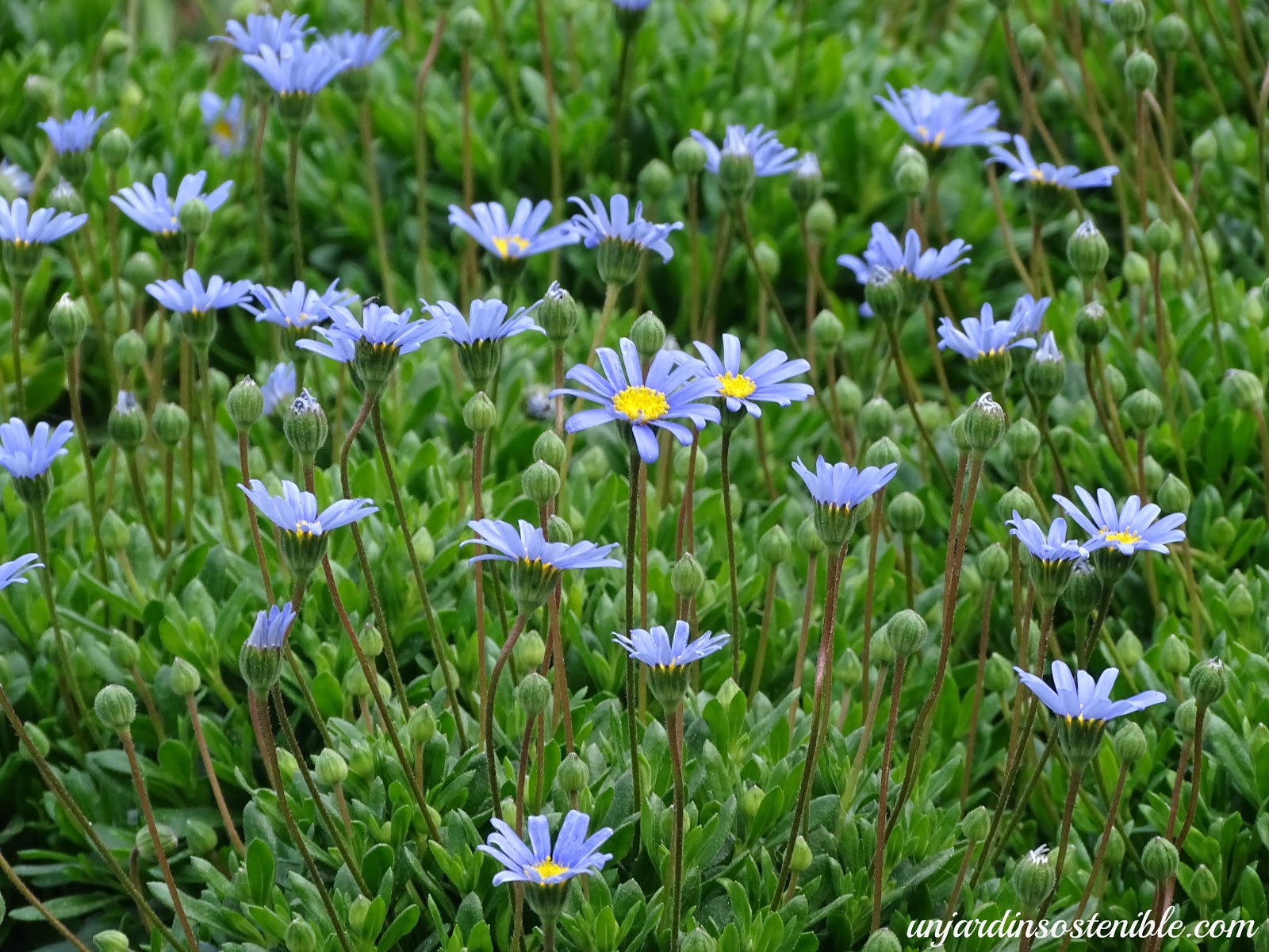 Unjardinsostenible Com Felicia Amelloides Agatea Felicia