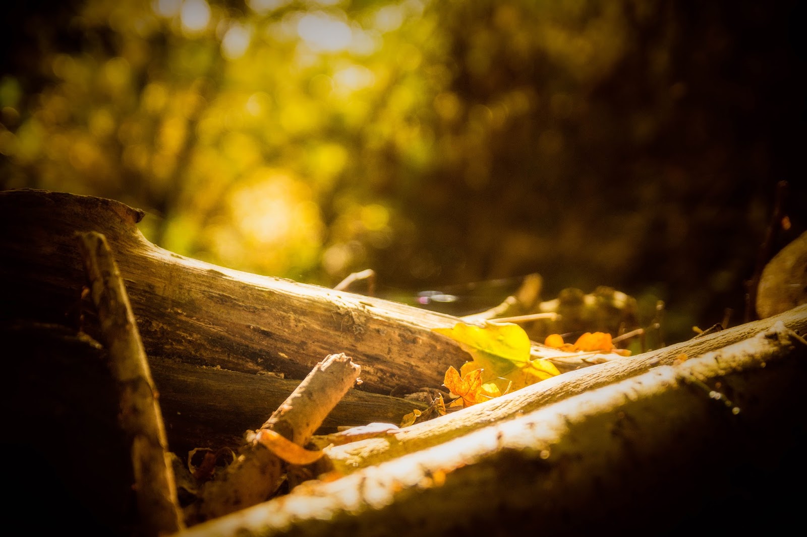 Sunlight in Wood and Autumn Leaves Photography