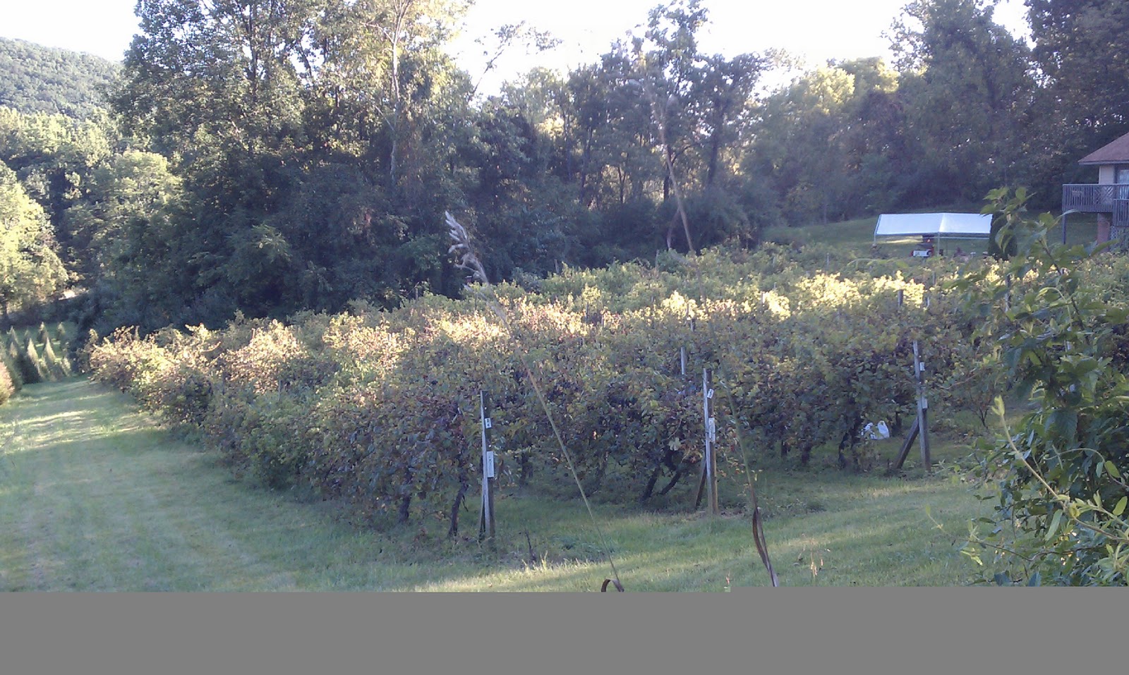 Spring Garden Acre: Local Vineyards and Homemade Grape Wine