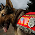 U.S. military Dog in Iraq