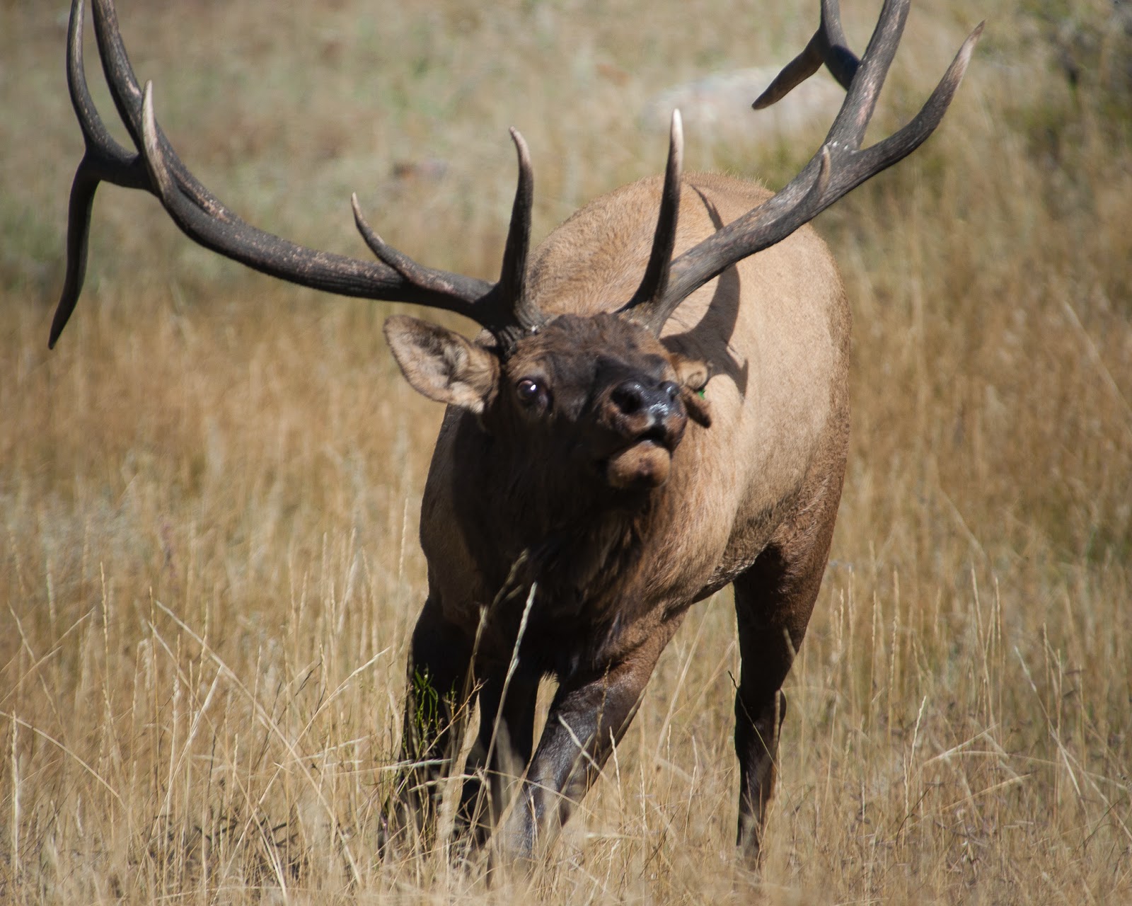 A Tree Falling: RMNP: Elk Rut 2014