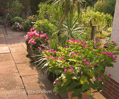 -neuer Gartentraum-: Topfpflanzen auf der Terrasse