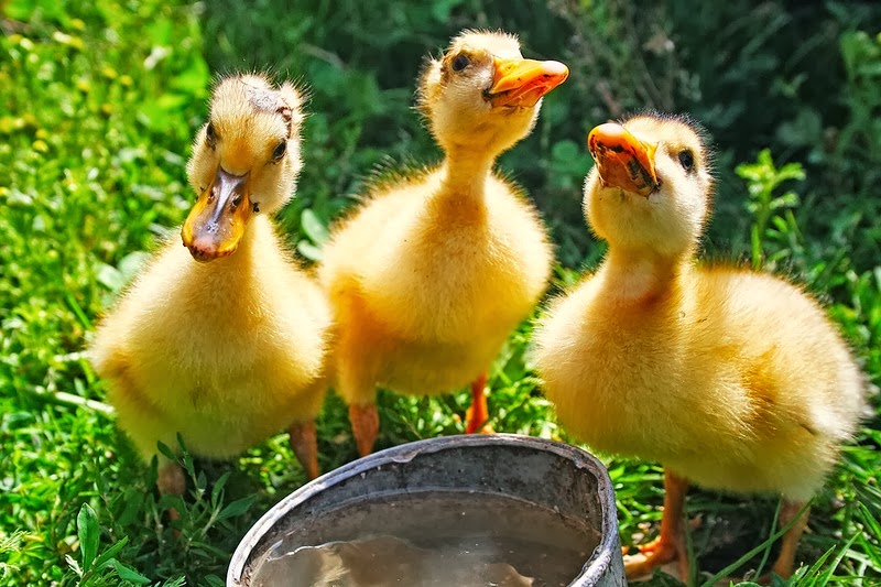 Каждая гусенка. Цыплята утята гусята. Ueczf. Гусята домашние. Гусята.