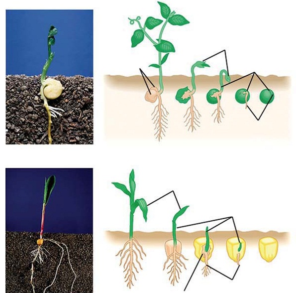 Inilah 5 Perbedaan Monokotil Dan Dikotil