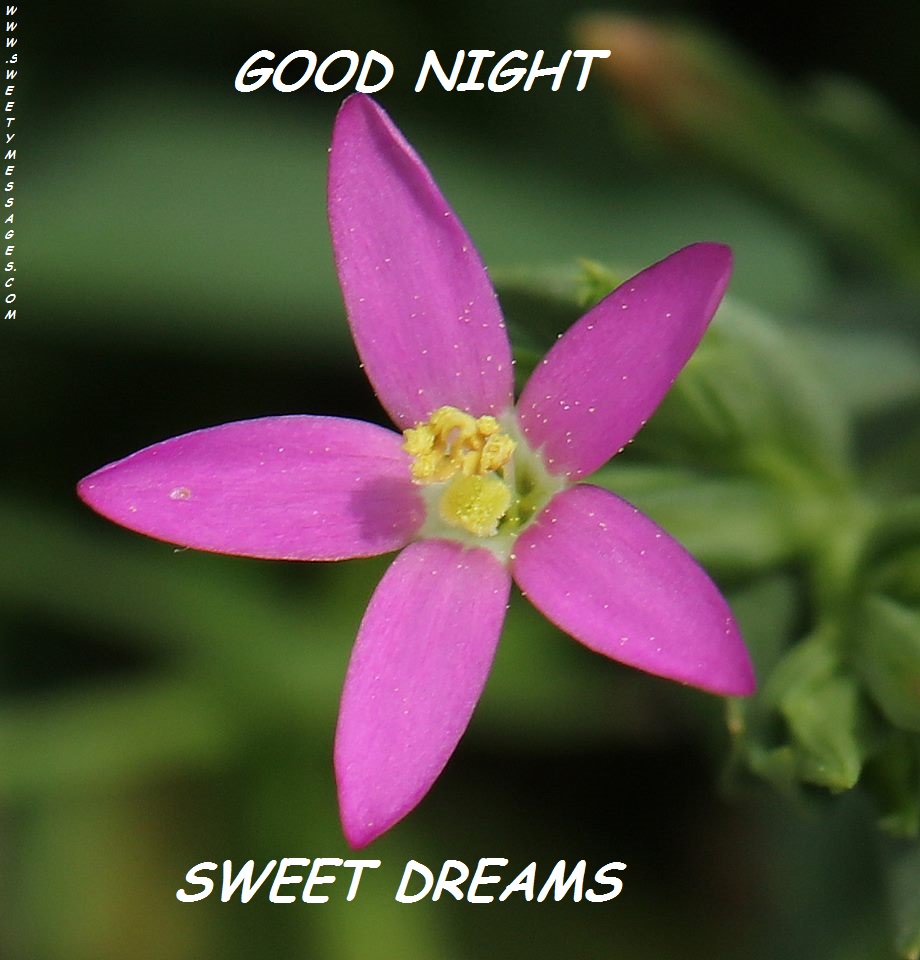 CUTE GOOD NIGHT TEXTS Beautiful Messages