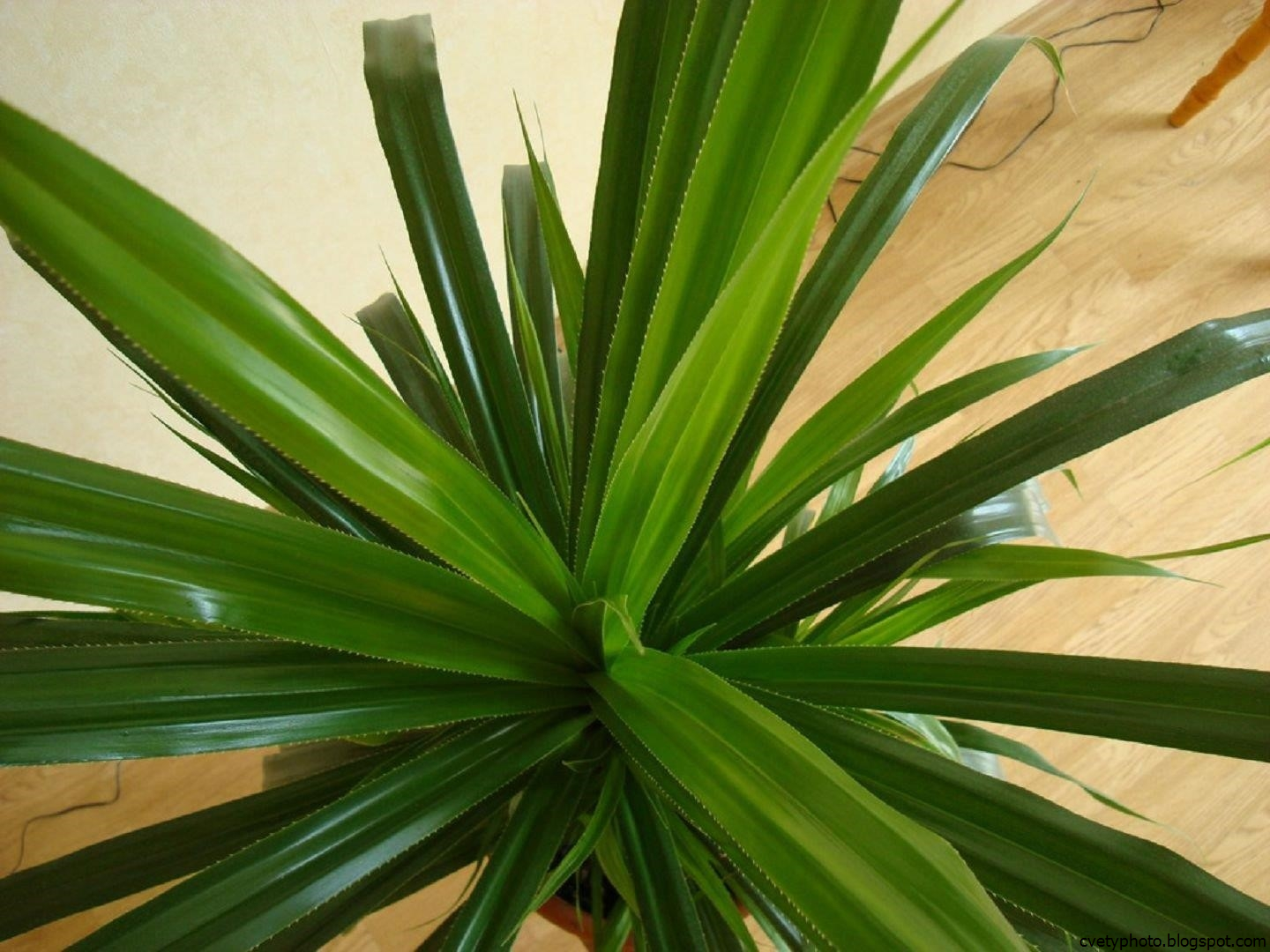 Комнатный Цветок Похож На Пальму Фото