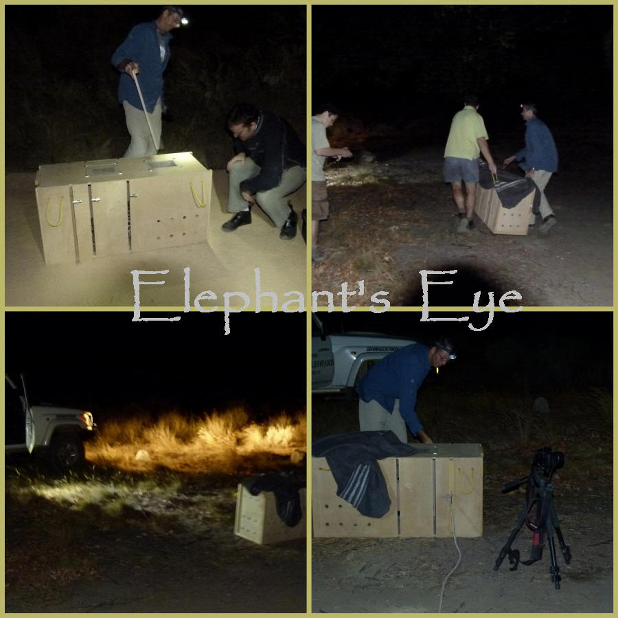 Elephant's Eye: Caught a Cape mountain leopard