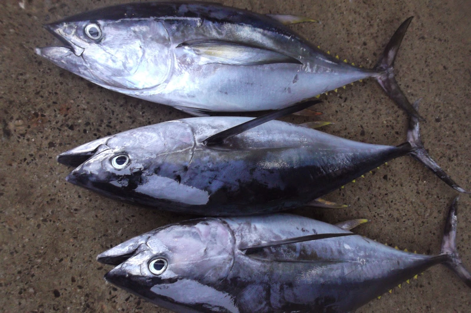 NEGOMBO SEAFOODS TUNA FRESH