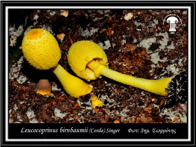 Leucocoprinus birnbaumii (Corda) Singer