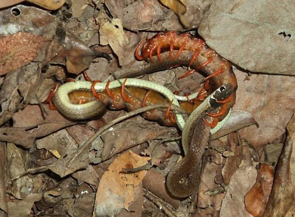Biólogos captan en imágenes cómo un ciempiés devora a una serpiente Biólogos captan en imágenes cómo un ciempiés devora a una serpiente