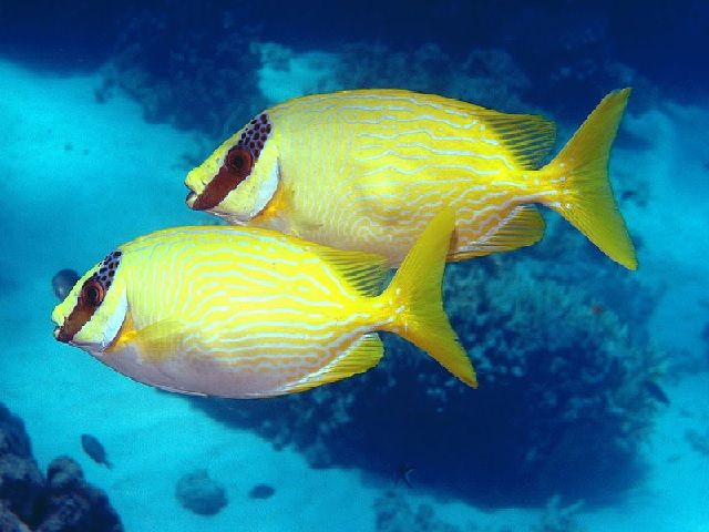 Jenis Ikan Baronang (Siganus Sp.) dan Gambarnya Lengkap Jenis Ikan Baronang (Siganus Sp.) dan Gambarnya Lengkap