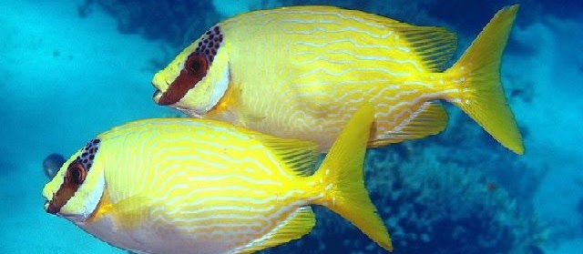 Jenis Ikan Baronang (Siganus Sp.) dan Gambarnya Lengkap