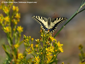 Germanenherz Germanenherz