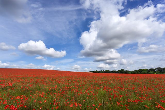Bright red poppies in the morning sun under a blue sky and white clouds outside Royston in Hertfordshire by Martyn Ferry Photography