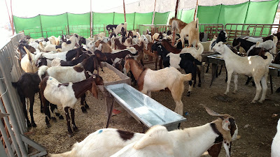 Imtiaz Super Market : Bakra Mandi (Goat Market Live Stock) For Qurbani