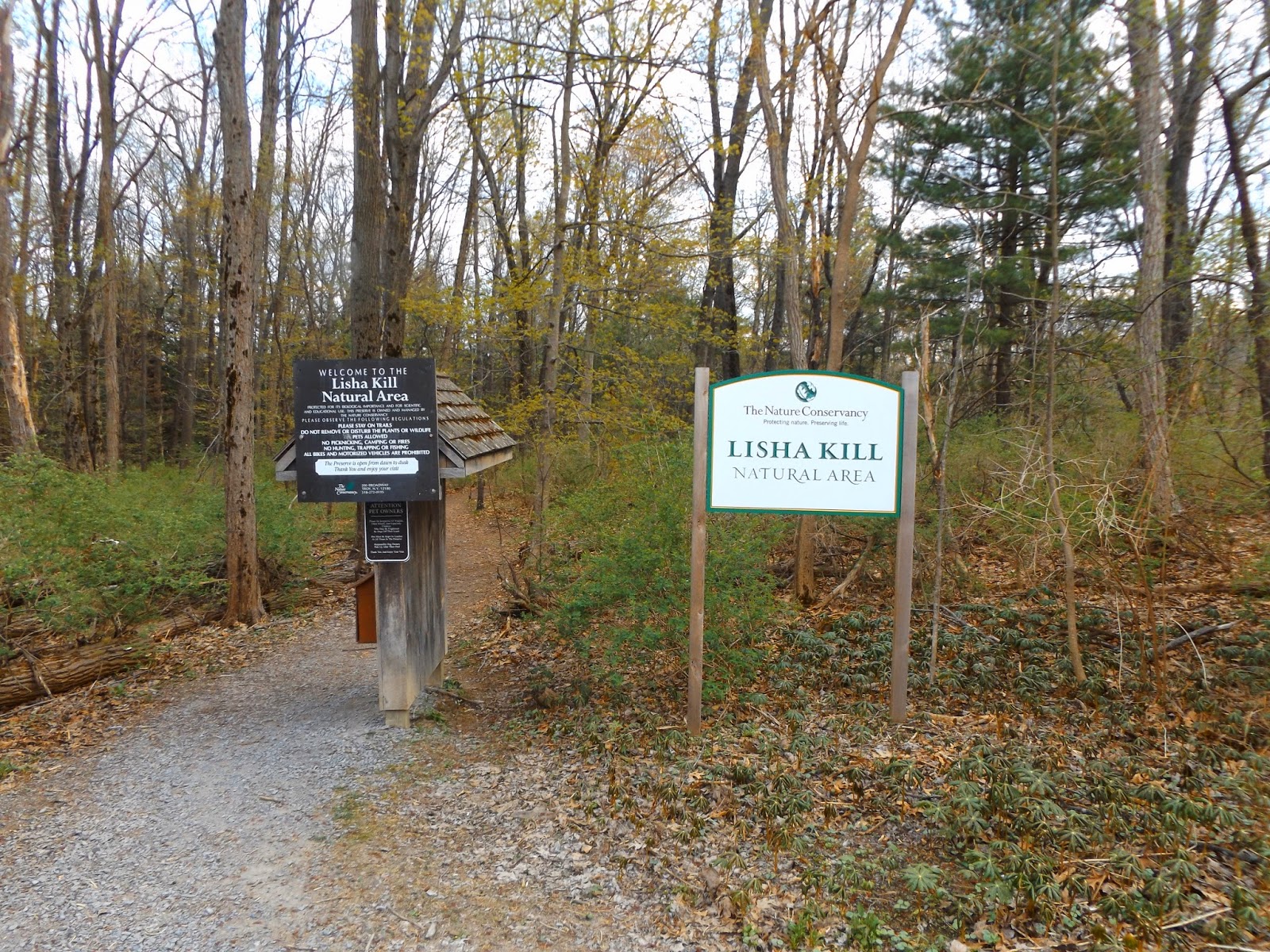 Walking Man 24 7 Lisha Kill Preserve(Niskayuna)