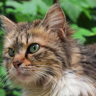 [14 Pics] Found a long grey hair stray cat with serious face and beautiful eyes