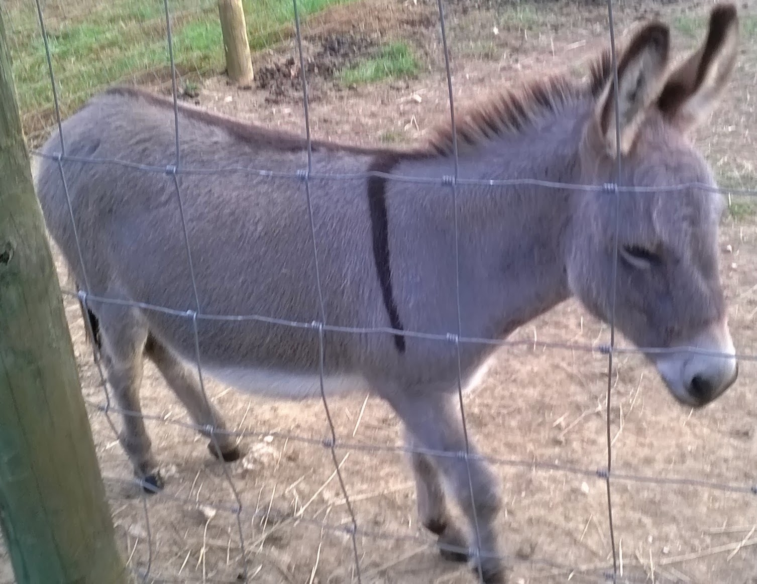 Hand Raising a Miniature Donkey Foal