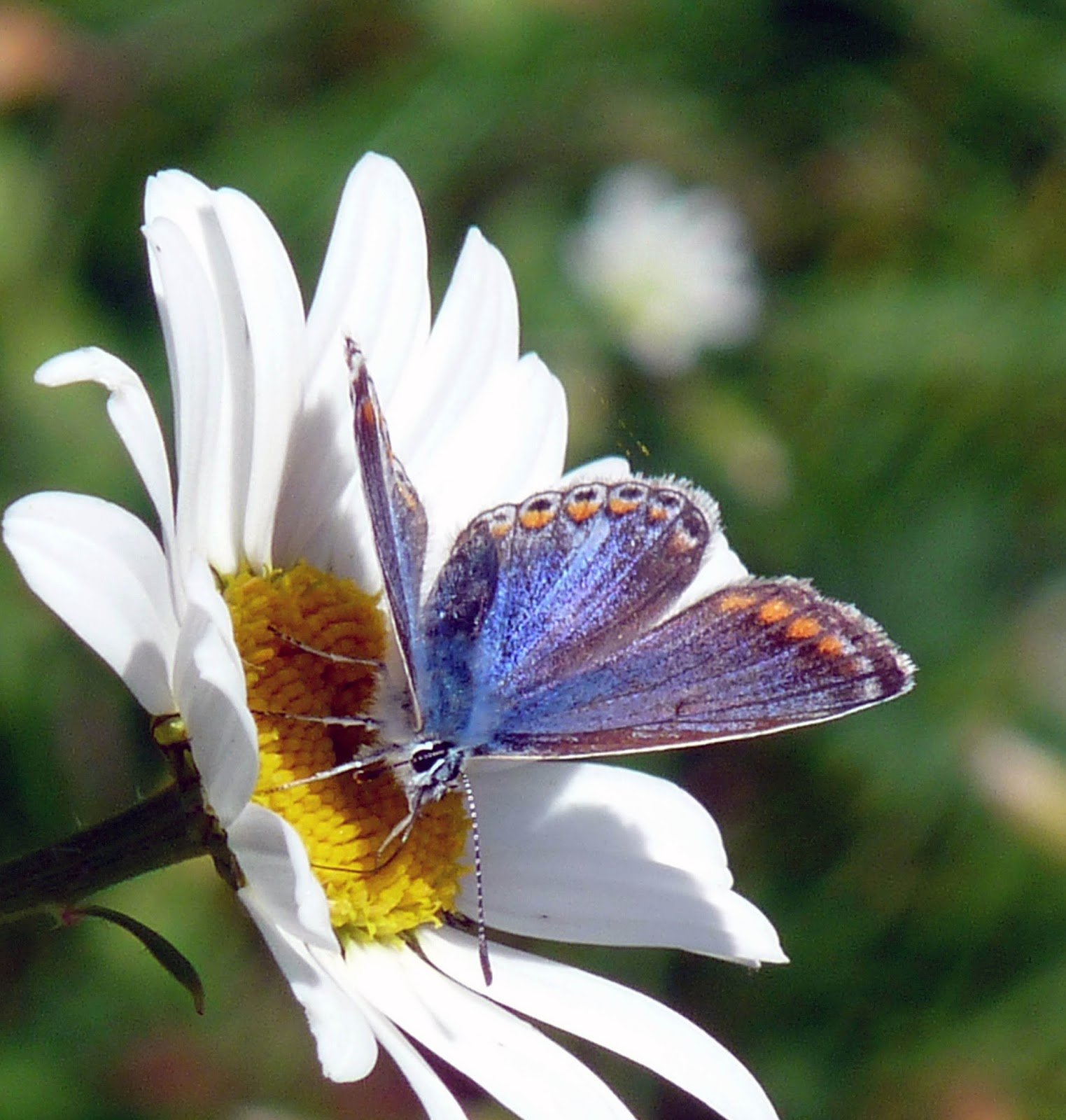 Wild and Wonderful My Photos of (Largely UK) Butterfly Species