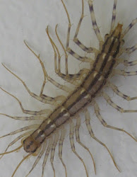 centipede ohio centipedes cool dad virginia 2009 science west around