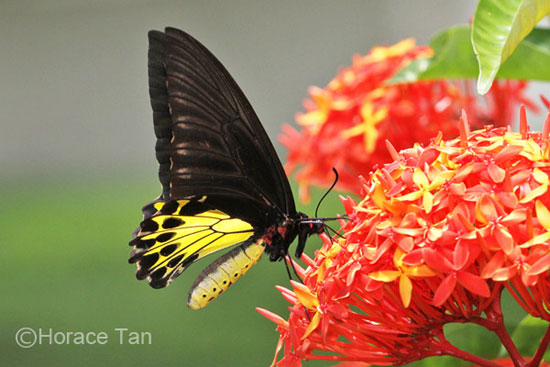 Butterflies of Singapore: Favourite Nectaring Plants #6