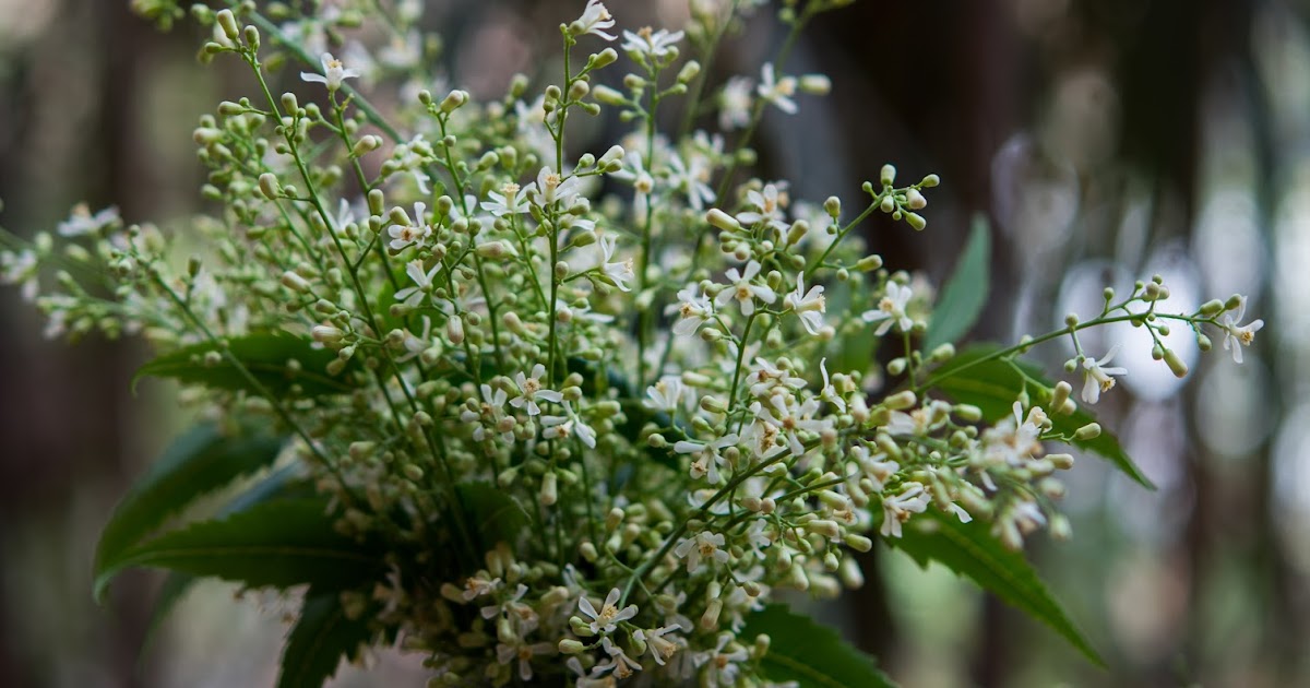 recipe of neem flower infused buttermilk (veppampoo moar kuzhambu)