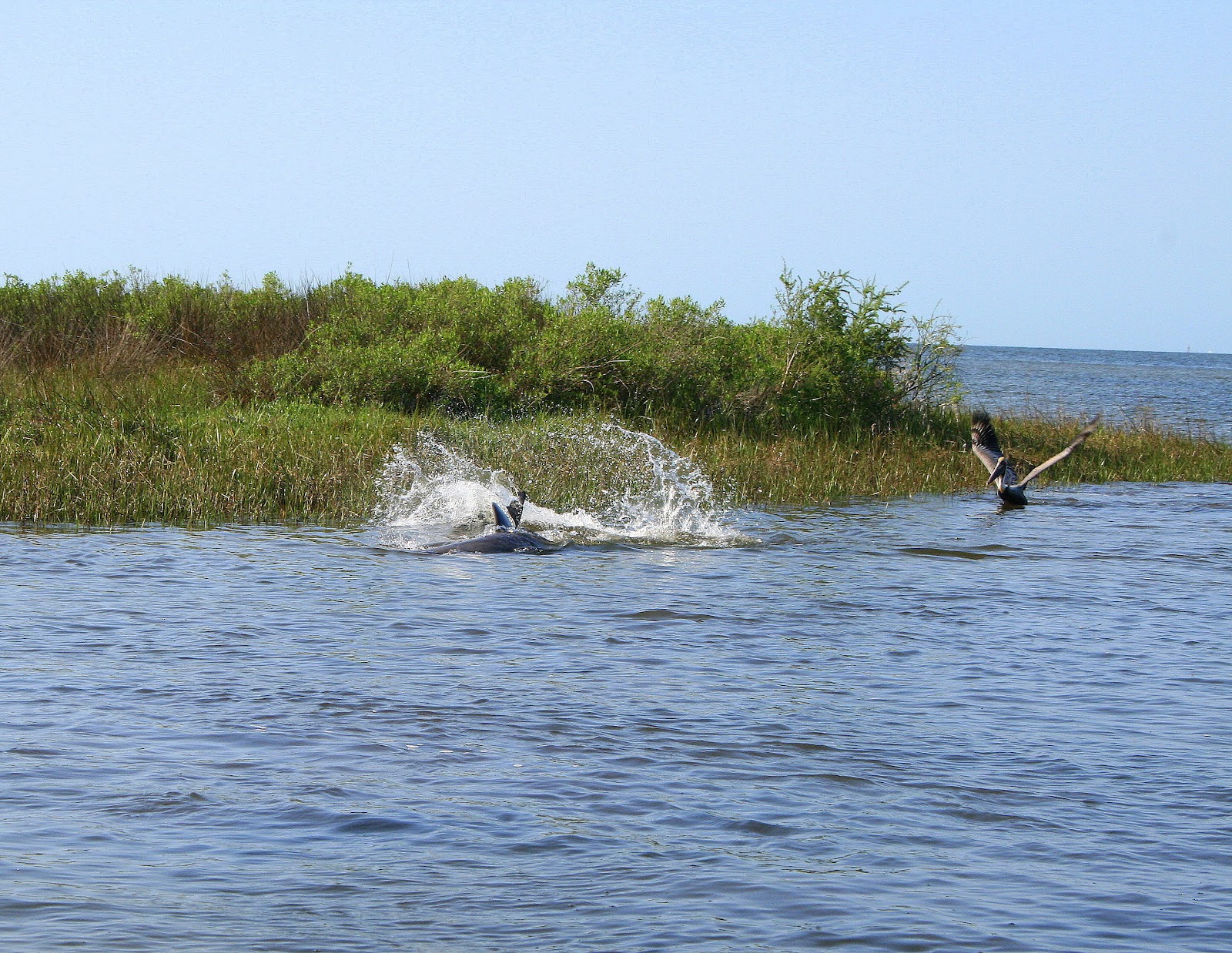 Florida Gheenoe Fishing Dolphins Feeding on Mullet in Big Cove (St