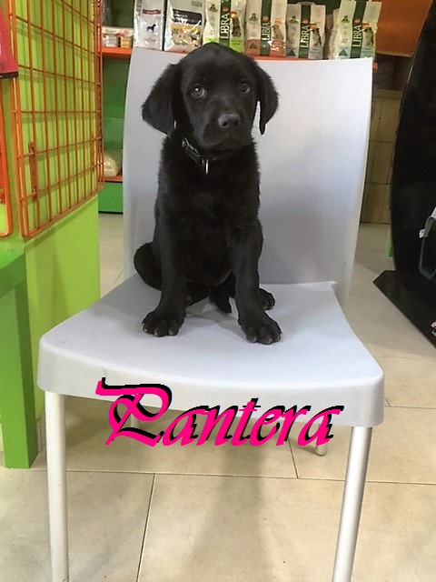 apostas mundial de clubes