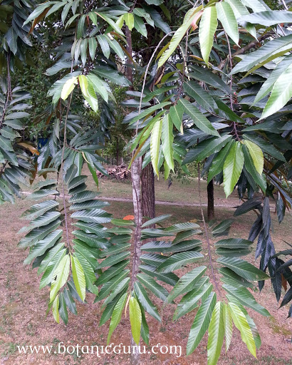 Shorea singkawang, Dark Red Meranti, Meranti Merah