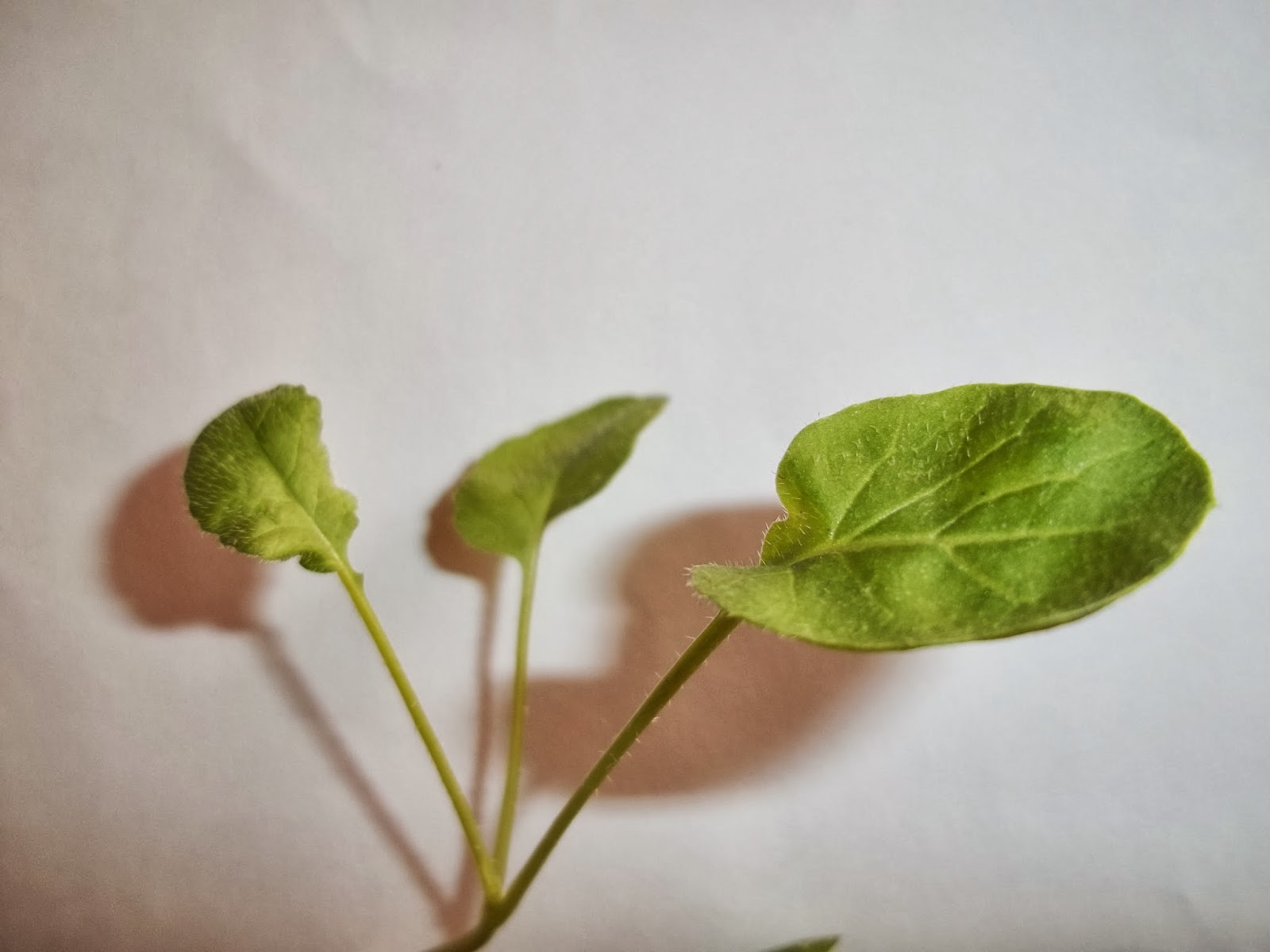 Diario de una Chicka Lit: Verde después del verano