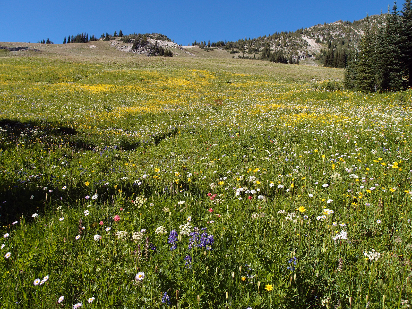 Seeking Ultra Rainbow RidgeTwisp Lake loop, North Cascades National Park