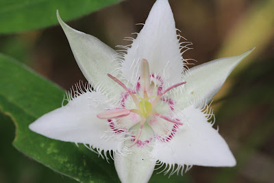 [Liliaceae] - Calochortus lyallii - Lyall's Star Tulip, Mariposoa Lily