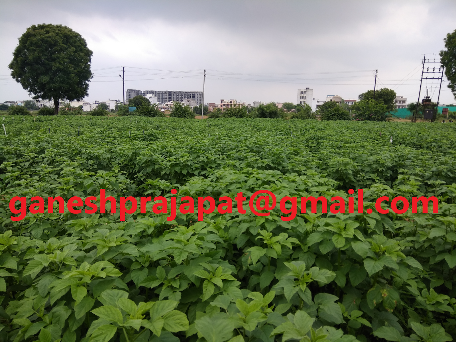 GUAR GUM INFORMATION AND GUAR GUM CULTIVATION IN INDIA Stability in