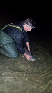 Releasig big catfish Big wels caught on spinning releasing at night