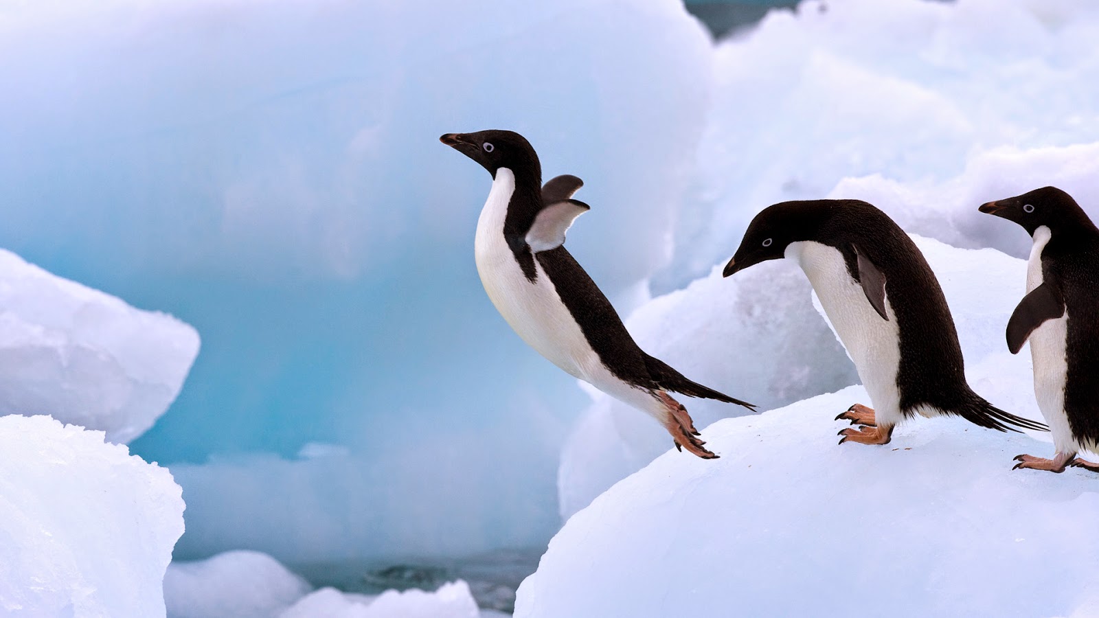 Adelie Penguin | Fun Animals Wiki, Videos, Pictures, Stories
