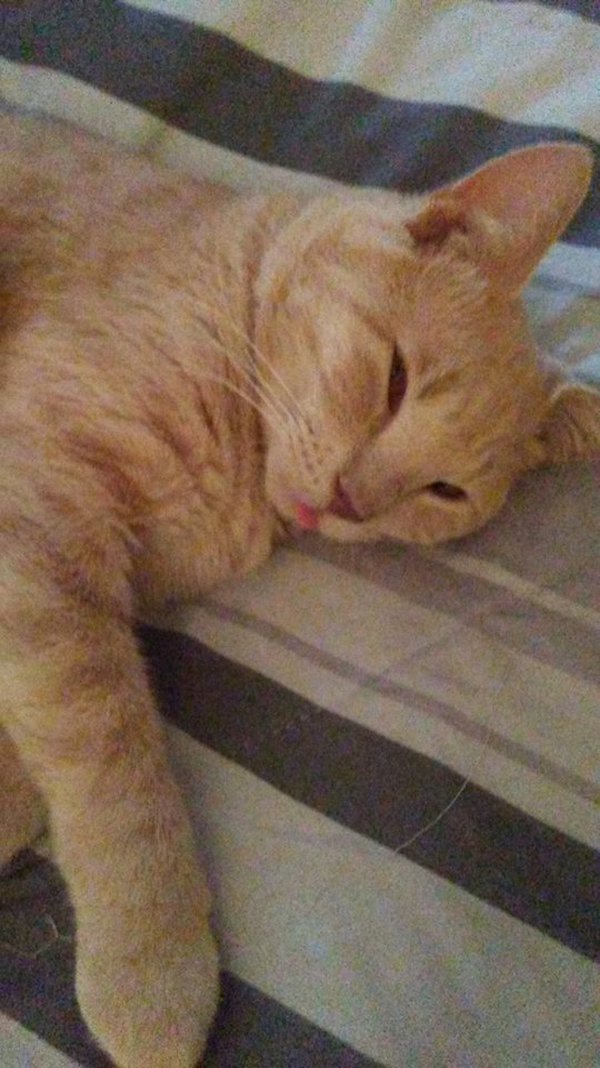 Natural Remedies Help Rescued Cat With Pillow Paw And Swollen