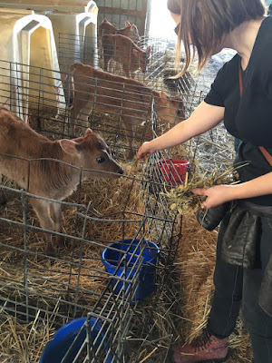 baby-calves-sustainable-dairy-farm