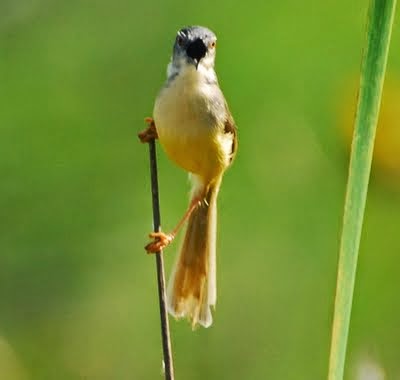 Ragam Jenis Burung Perenjak Ngaji Ilmu Burung