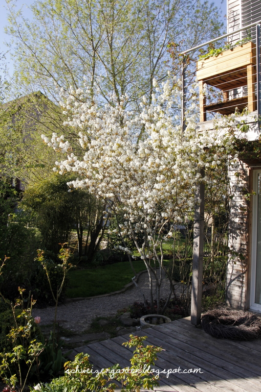 Ein Schweizer Garten Amelanchier Lamarckii Die
