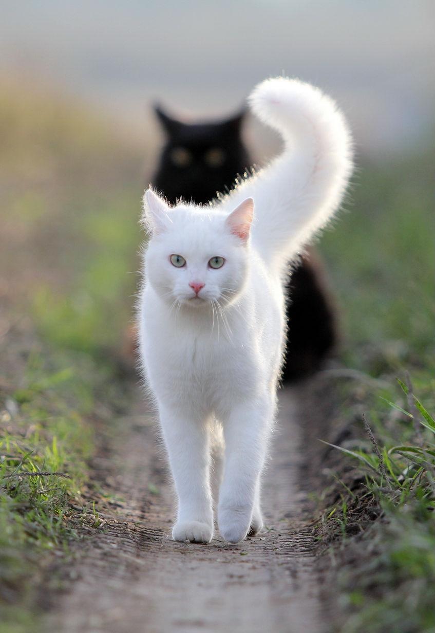 Белый Кот Фото Красивые