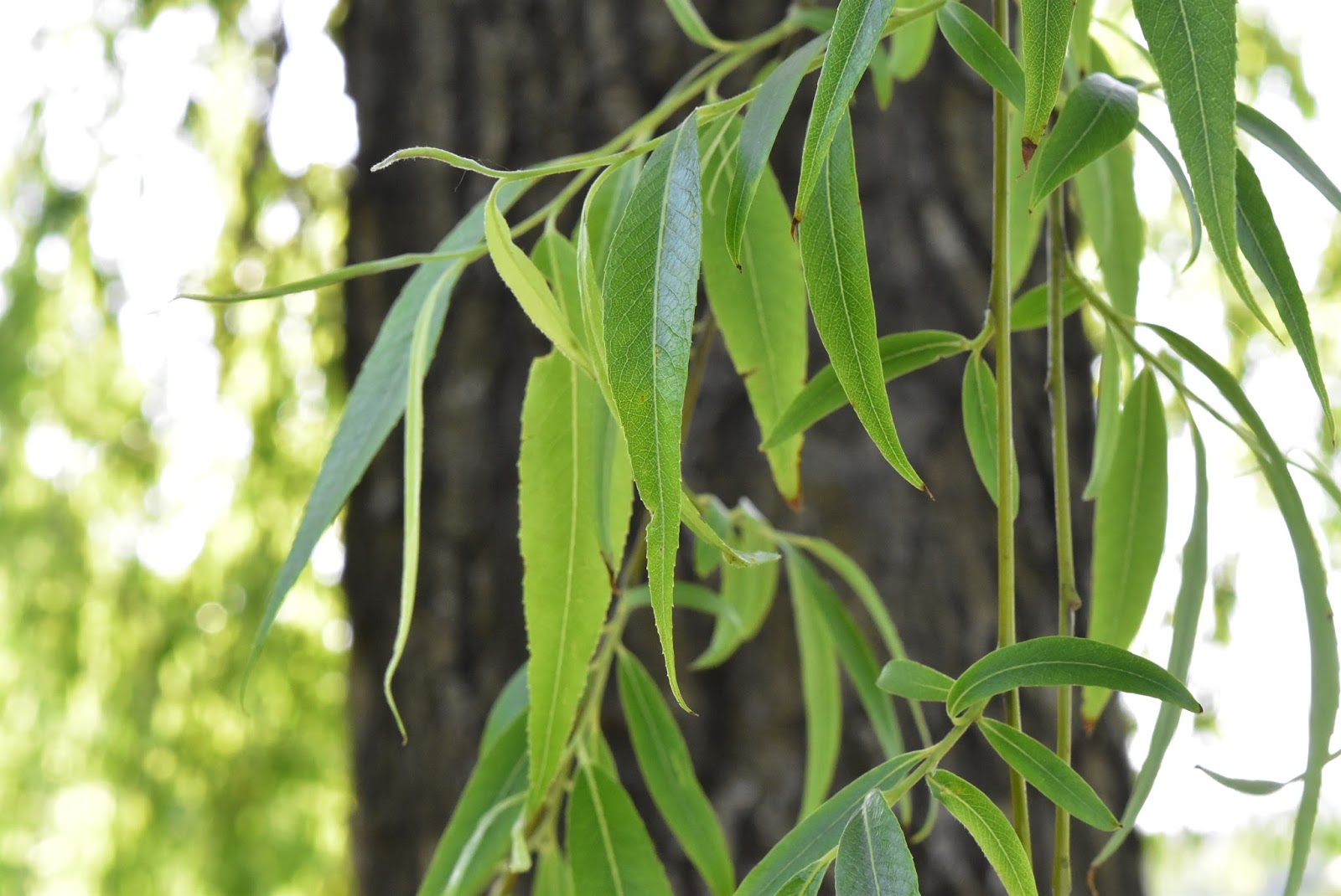 Garden trees in Japan Weeping willow (Shidareyanagi)