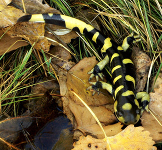 Tiger salamanders | The Life of Animals