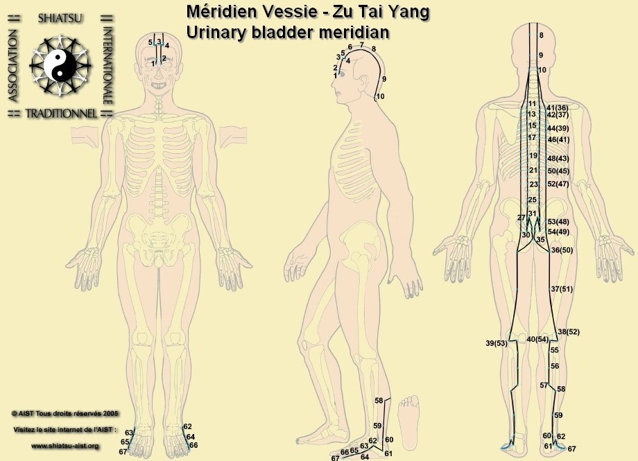 Meridians webcam. Шиатсу меридианы. Tai yang Меридиан. Восстановление здоровья по меридианам. Меридиан yang Ming.