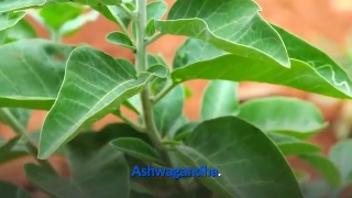Ashwagandha This herbal root helps in relieving pains and for reducing anxiety.